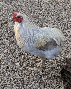 I love the colors and markings on this chicken – and with a short, downward tail.