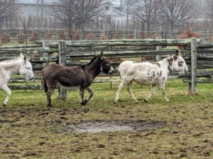 These are the original three Sicilian donkeys – Billie, Rufus and Clive. Here they are running around the paddock - wherever one goes, the others follow.