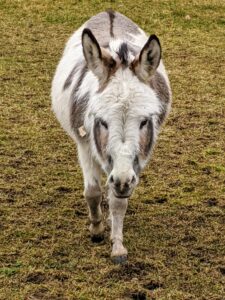 Whenever someone comes near, the donkeys start walking over to say hello. Do you know… a donkey is capable of hearing another donkey from up to 60 miles away in the proper conditions? They have a great sense of hearing, in part because of their large ears.