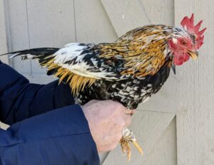This is a Serama – Serama is the smallest chicken breed in the world.