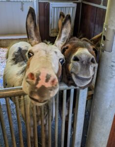 Back in their stall, the donkeys are eagerly awaiting their dinner. Billie and Rufus are hoping it will come soon. Donkeys are generally calm, intelligent, and have a natural inclination to like people. Donkeys show less obvious signs of fear than horses. In fact, Rufus looks like he is smiling.