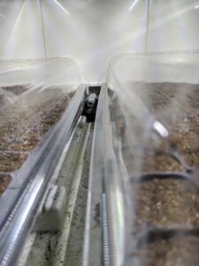 Once placed into the Cultivator, each tray is covered with a humidity dome. The humidity dome remains positioned over the seed tray until germination begins. Each tray receives about 18-hours of light a day. In between the trays, it is easy to see where the water comes out to fill the reservoir.