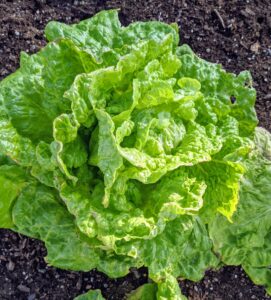 Butter lettuce is a type of lettuce that includes Bibb lettuce and Boston lettuce. It’s known for loose, round-shaped heads of tender, sweet leaves and a mild flavor.