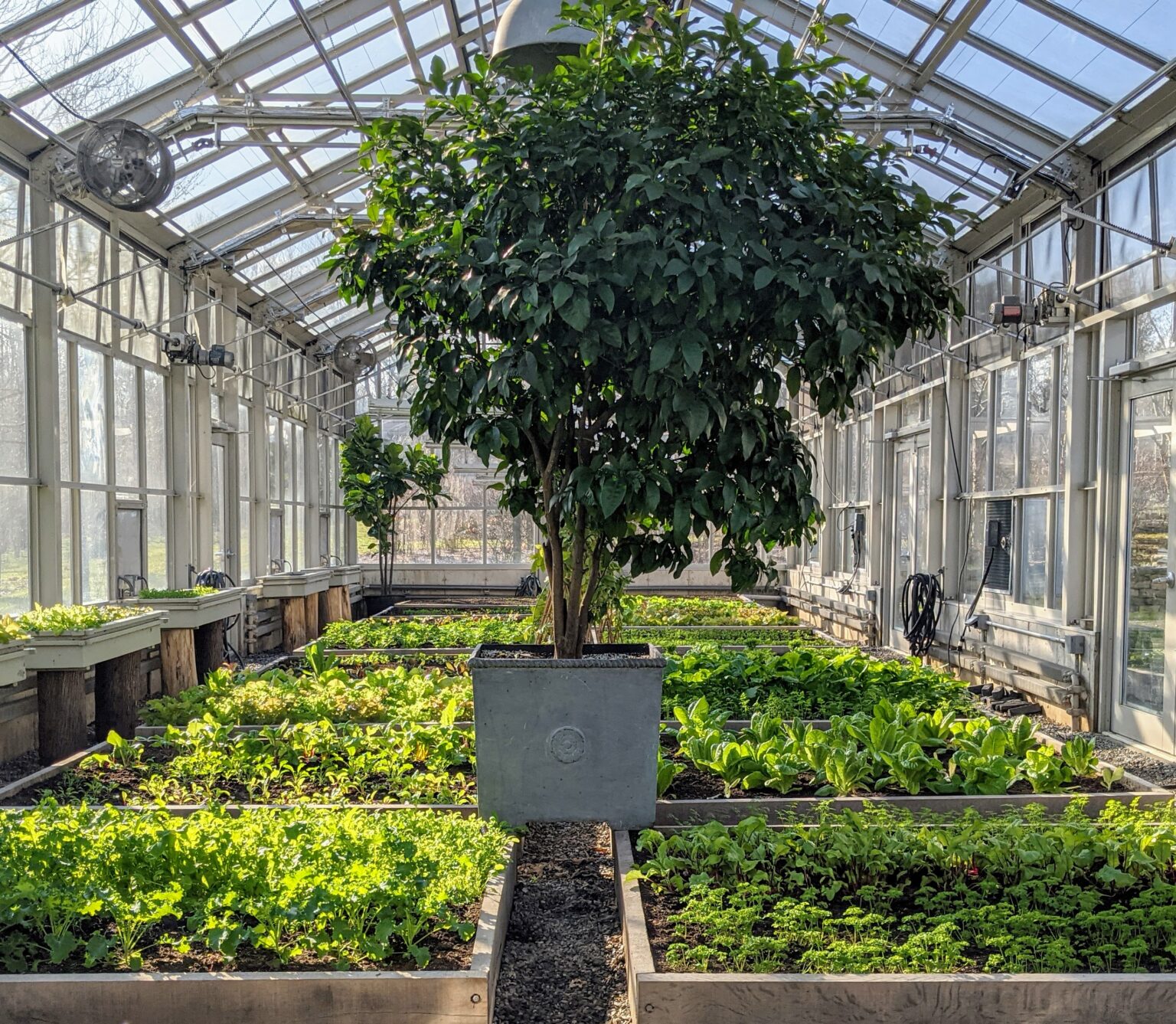 My Vegetable Greenhouse in Winter The Martha Stewart Blog