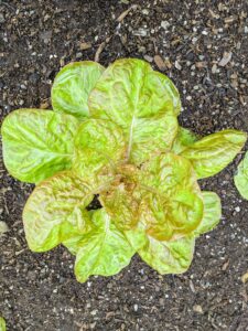 Lettuce is most often used for salads, although it is also seen in other kinds of dishes, such as soups, sandwiches and wraps; it can also be grilled.