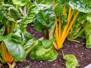 The gorgeous Swiss chard stalk colors can be seen through the leaves. They are so vibrant with stems of yellow, red, rose, gold, and white. Chard has very nutritious leaves making it a popular addition to healthful diets.