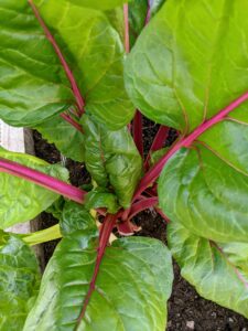 Here are some of the bright red Swiss chard stems. The most common method for picking is to cut off the outer leaves about two inches above the ground while they are young, tender, and about eight to 12 inches long. Here, one can see where a leaf was cut during the last harvest.