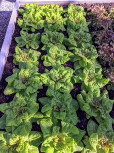 Look at the beautiful heads of lettuce. I always grow lots of varieties of lettuce, so I can share them with my daughter and her children. This is 'Red Cross' - it has large, fancy, bright heads that are suitable for spring, summer, and fall outdoor crops.