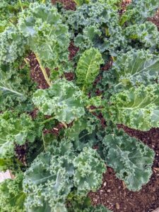 Kale is related to cruciferous vegetables like cabbage, broccoli, cauliflower, collard greens, and Brussels sprouts. There are many different types of kale – the leaves can be green or purple in color, and have either smooth or curly shapes.