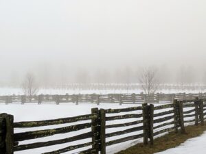 Look at the fog across the paddock – it's so dense. However, the foggiest place in the world is the Grand Banks off the island of Newfoundland, Canada. It gets more than 200-days of fog per year.
