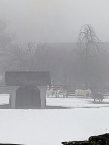 Look carefully, all five of my donkeys are in this photo - they are not bothered by the fog or low visibility at all.