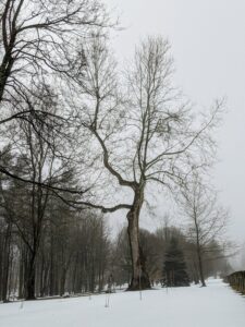 This giant sycamore tree is just one of the many on the farm. The mighty sycamore is the symbol of the property.