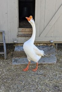 Here is one my two Chinese geese. These geese most likely descended from the swan goose in Asia, though over time developed different physical characteristics, such as longer necks and more compact bodies. These geese always appear to walk so gracefully as if on their "toes."