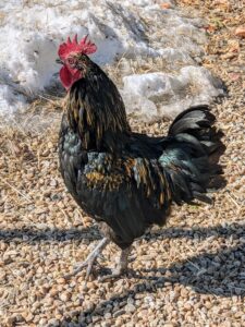 This rooster has wonderful markings. Chickens don't mind the cold weather - they are very hardy birds, but optimal temperatures range between 65-degrees and 75-degrees Fahrenheit.