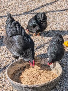 My chickens are very well-fed. They get a good quality pellet mix, and lots of fruits and vegetables from the gardens and scraps from my kitchen. I also grow wheatgrass for them in my greenhouse.