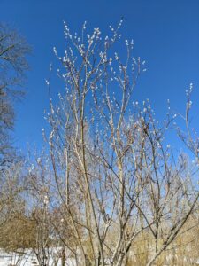 Although they can be allowed to grow unpruned, pussy willow will benefit from regular pruning after blooming.