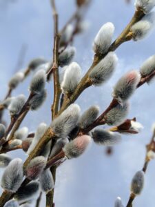 Some pussy willows have very large, furry catkins, such as this Giant Pussy Willow.