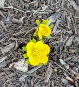 Winter aconite produces such cheerful yellow flowers that appear in late winter or earliest spring. And, they are deer resistant.