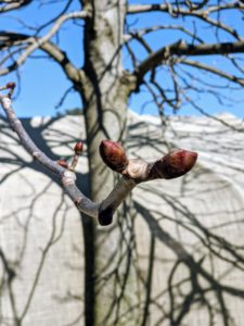 Spring buds could be seen on many of the trees such as the horse chestnuts at the foot of my stable. These sticky buds develop into clusters of flowers from April to mid-May.