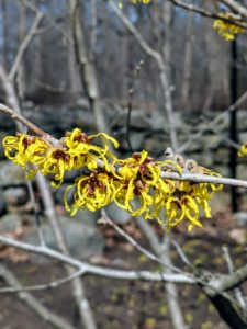 The witch-hazel is also blooming nicely. It grows as small trees or shrubs with clusters of rich yellow to orange-red flowers.