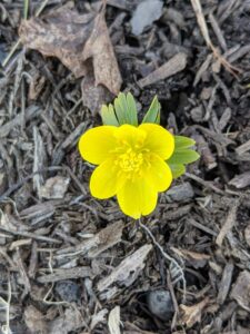 Eranthis, or winter aconite, is a genus of eight species of flowering plants in the family Ranunculaceae – the Buttercup family. I have winter aconite growing just below the linden allee on one side of my stable barn.