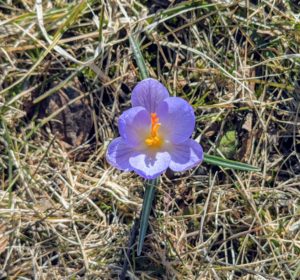 Crocus is a genus of flowering plants in the iris family made up of about 90-species.