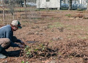 Here's Brian working on the epimediums - members of the barberry family, Berberidaceae. Epimedium foliage can be deciduous, semi-evergreen, or truly evergreen, depending on the species or hybrid and the climate in which it is grown.
