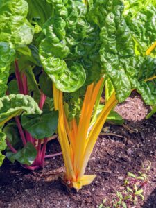 The leaves and stalks provide an abundance of vitamins, and minerals. Chard is filled with vitamins A, C, E, and K. It belongs to the Chenopodioideae family, which also includes beets and spinach.