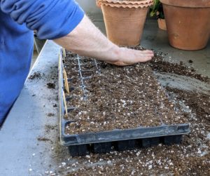 Once the entire tray has been filled, Ryan adds soil and covers the seeds completely.