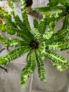 This is a bird’s nest fern. Bird’s nest fern is a common name applied to several related species of epiphytic ferns in the genus Asplenium. It’s identified by the flat, wavy or crinkly fronds. These plants make excellent low light houseplants.
