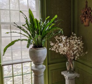 And here is another bird's nest fern by the window. Next to it is a vase of dried lunaria. Also known as a Silver Dollar plant, this variety features opaque silvery seedpods that look so striking when dried and displayed.