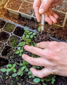 Here, he takes two strong seedlings at a time. He carefully loosens the soil around the seedling with the widger and lifts the seedling. The widger also helps to avoid damage to the plant’s leaves, or roots.