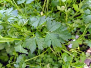Parsley is also great in green juice. It is a flowering plant native to the Mediterranean. It derives its name from the Greek word meaning “rock celery.” It is a biennial plant that will return to the garden year after year once it is established.
