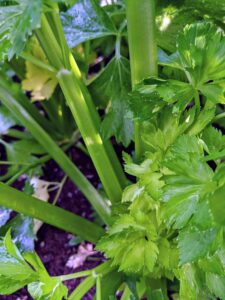 Celery is part of the Apiaceae family, which includes carrots, parsnips, parsley, and celeriac. Its crunchy stalks make the vegetable a popular low-calorie snack with a range of health benefits. I love celery in my daily green juice.