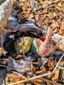 New growth is also emerging in the woodland. Symplocarpus foetidus, commonly known as skunk cabbage or swamp cabbage is a low growing plant that grows in wetlands and moist hill slopes of eastern North America.