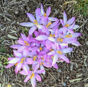 These are pink, white, and yellow croci. Crocus is a genus of flowering plants in the iris family made up of about 90-species of perennial plants.