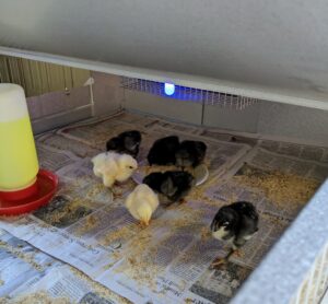 And here are seven baby chickens - healthy, happy, and very curious.