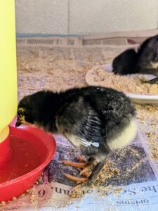 We show each chick where their water and food are right away, so they know where to find it once they are able to walk around. The chicks are fed organic chick starter for the first six to eight weeks.
