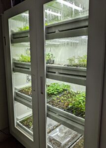 This commercial-sized Urban Cultivator sits indoors between my head house and the greenhouse. The automated system provides a self-contained growing environment with everything the plants need to thrive. It weighs 545-pounds and can hold up to 16-flats.
