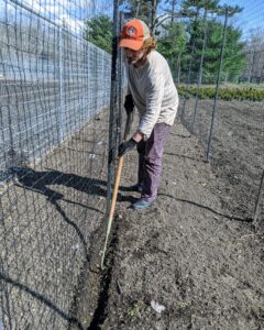 Then it's down to the vegetable garden to plant the first seeds. Ryan starts by digging a shallow furrow in the soil using a hoe.