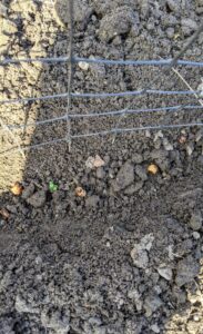 Here one can see the seeds well-placed in the furrow. Sow pea seeds four to six weeks before the last spring frost, when soil temperatures reach 45-degrees Fahrenheit.