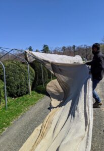 Pasang removes the burlap from one section of the Boxwood Allee. All of the coverings are custom wrapped and sewn to fit each individual shrub, hedge, or bush.