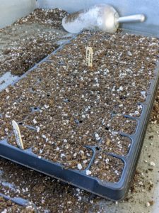 This tray is also all done, with the appropriate labels in place. Eventually, the seedlings will be moved into trays with larger cells and then transplanted into the flower garden or the vegetable garden.