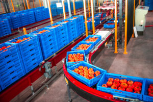 Here is a photo of the AppHarvest pack house where red tomatoes are packaged for delivery. By growing vertically, AppHarvest maximizes yield without expending precious agricultural land. The company’s indoor farm in Morehead uses no soil and produces up to 30 times as much fruits and vegetables as could be grown on the same amount of land traditionally farmed outdoors. (Photo courtesy of AppHarvest)