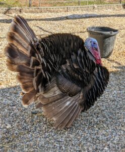 This is one of three turkeys. I have two heritage birds and one wild turkey that found its way into the yard some time ago and has loved staying here ever since.