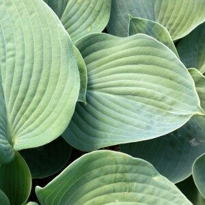 Hosta is a genus of plants commonly known as hostas, plantain lilies, and occasionally by the Japanese name, giboshi. They are native to northeast Asia and include hundreds of different cultivars. Some of the hostas we are planting include this Hosta 'Elegans' which has huge, rounded, blue-gray leaves and white flowers in midsummer. (Photo from PioneerGardens.com)
