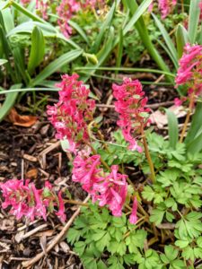 Bright colorful flowers rising above neat mounds of delicate foliage make corydalis perfect for shady borders. Of the 300 or so species of corydalis with differing colors, these are dark pink flowers growing near my blog studio.