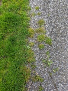 Here’s a close look at how the grass has grown into the gravel making it difficult to see the exact edge where the carriage road meets the lawn.