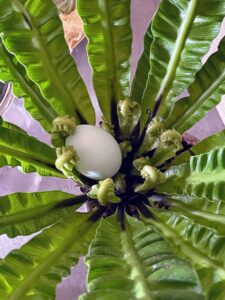 In the bird's nest ferns, I placed, of course - eggs. Bird’s nest ferns make excellent low light houseplants. They are also epiphytic, which means in the wild it typically grows on other plants or objects.