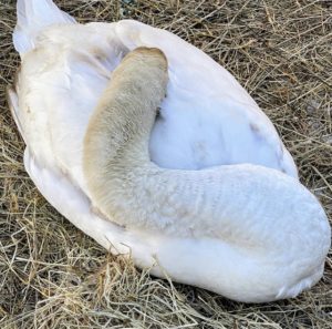 Here it is resting. Swans and other birds often rest their heads on their backs while they nuzzle their beaks into their back feathers. Sleeping this way allows birds to rest their neck muscles and also helps with heat conservation.